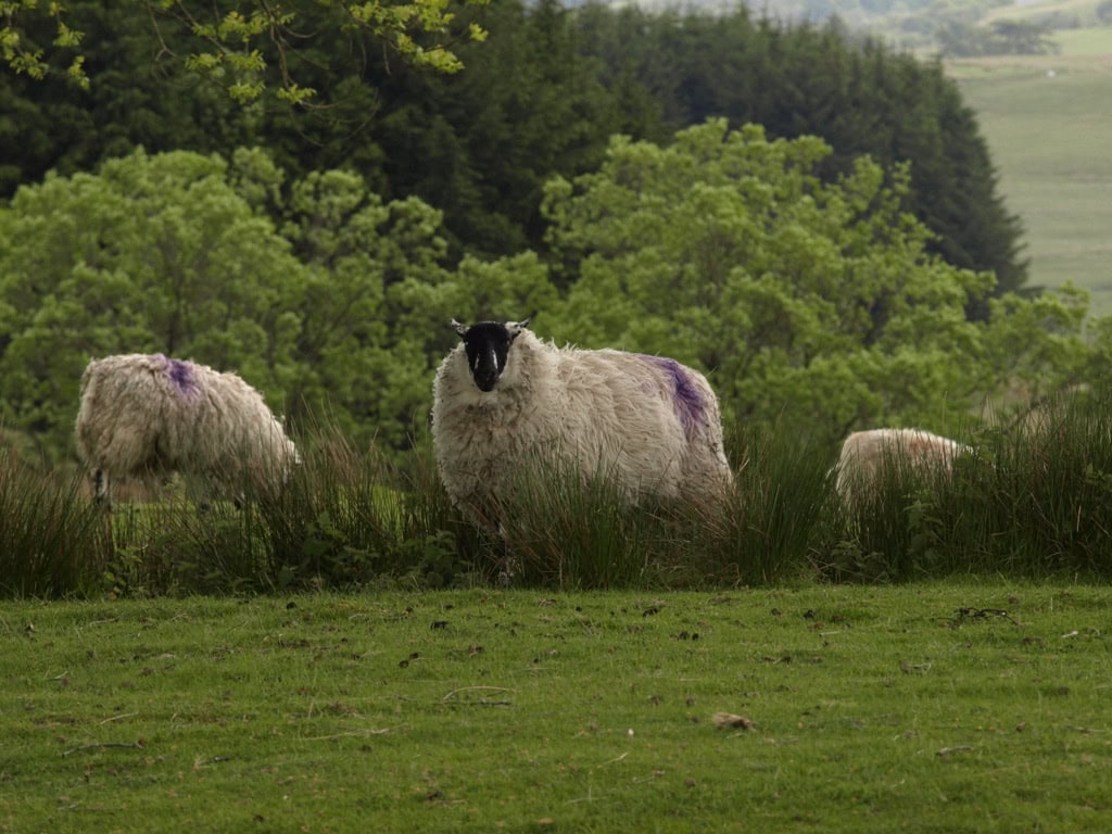 Als Alleinreisende nach Schottland per Motorrad - I did it! 16 Schafe in Schottland auf Motorradtour