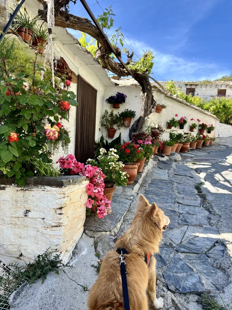 Erlebe Andalusien auf dem Motorrad! Kleine Gruppe, starke Community & persönliches Travel Buddy-Erlebnis. Jetzt Platz sichern!