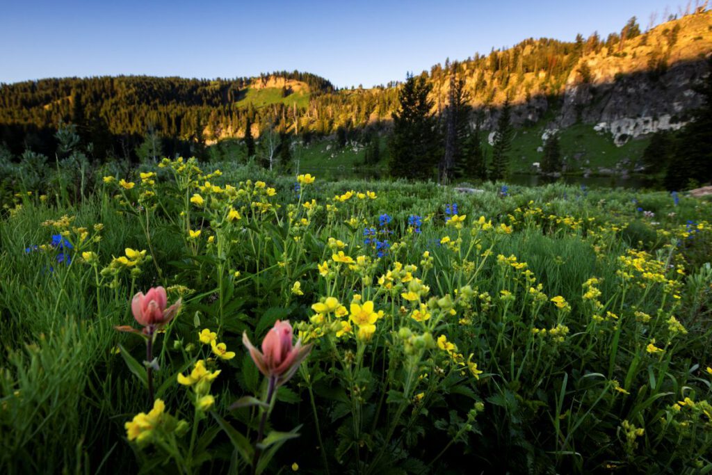 Logan Canyon Utah Scenic Byways Pflanzen im Vordergrund © Angie Payne